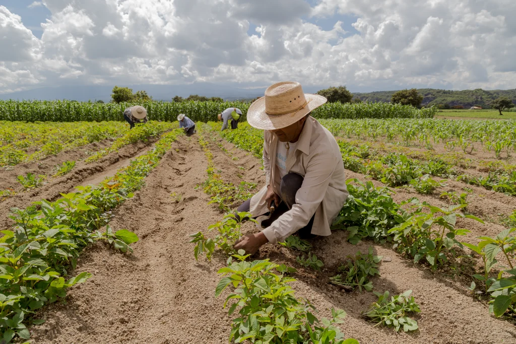 Agricultura familiar no Brasil